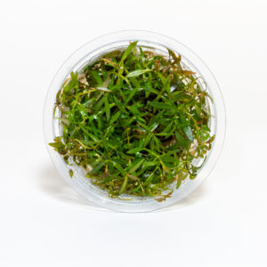 Ludwigia sp. 'Crystal'